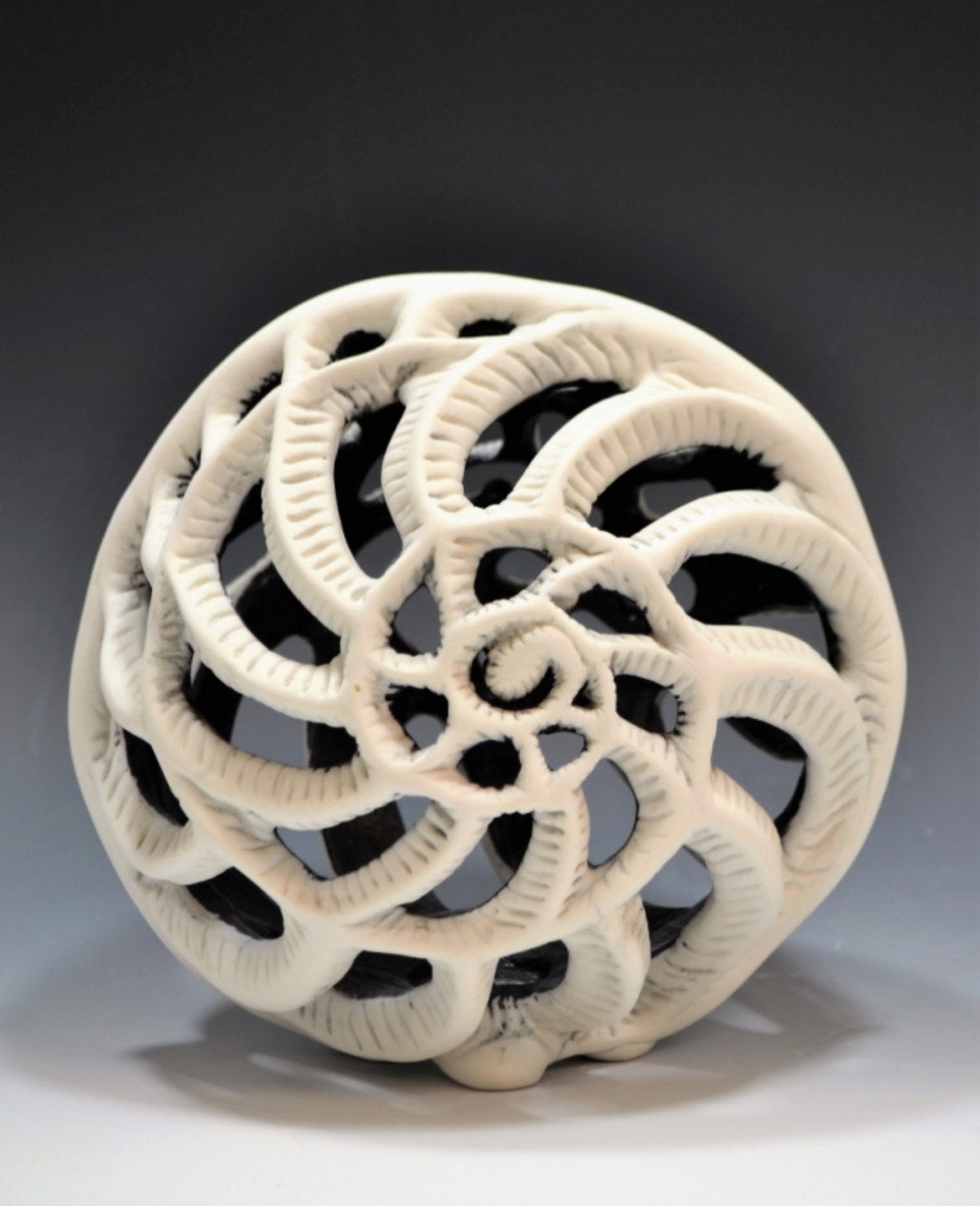 Hollow Nautilus with Black Glaze